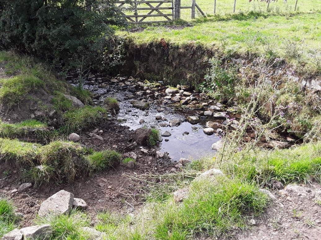 Livestock accessing a stream for drinking water