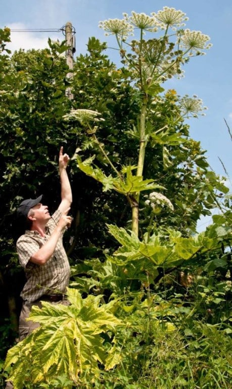Nature recovery and invasive species control