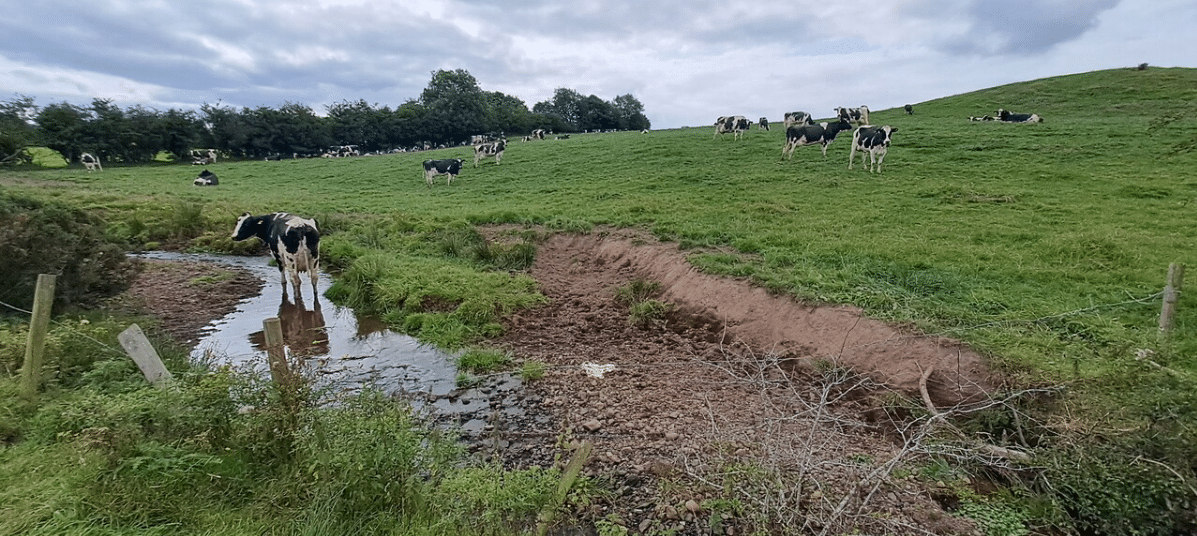 Eroded river bank caused by cattle poaching