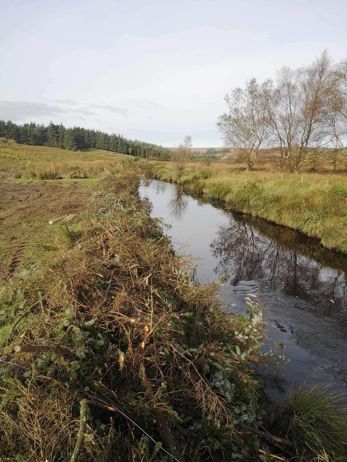 Log wall revetment installed on the Callan River