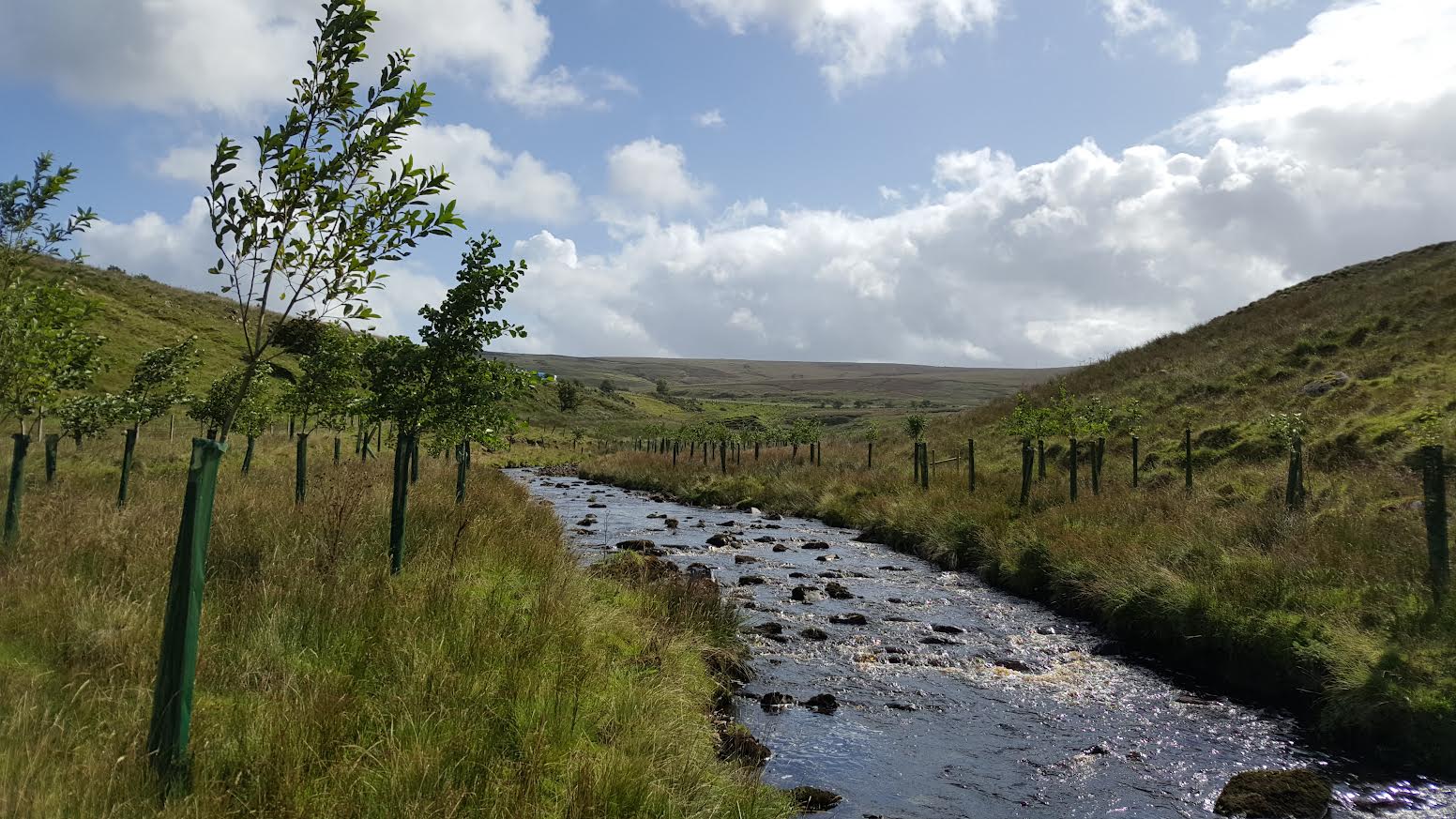 Trees and shrubs planted along a river bank